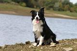 BORDER COLLIE 734